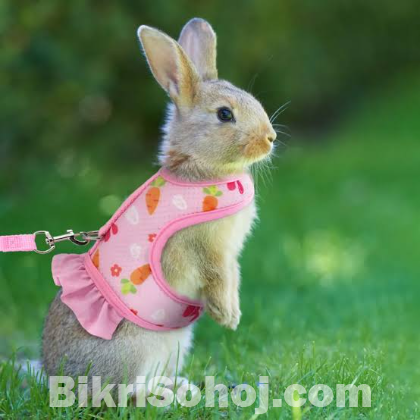 Harness